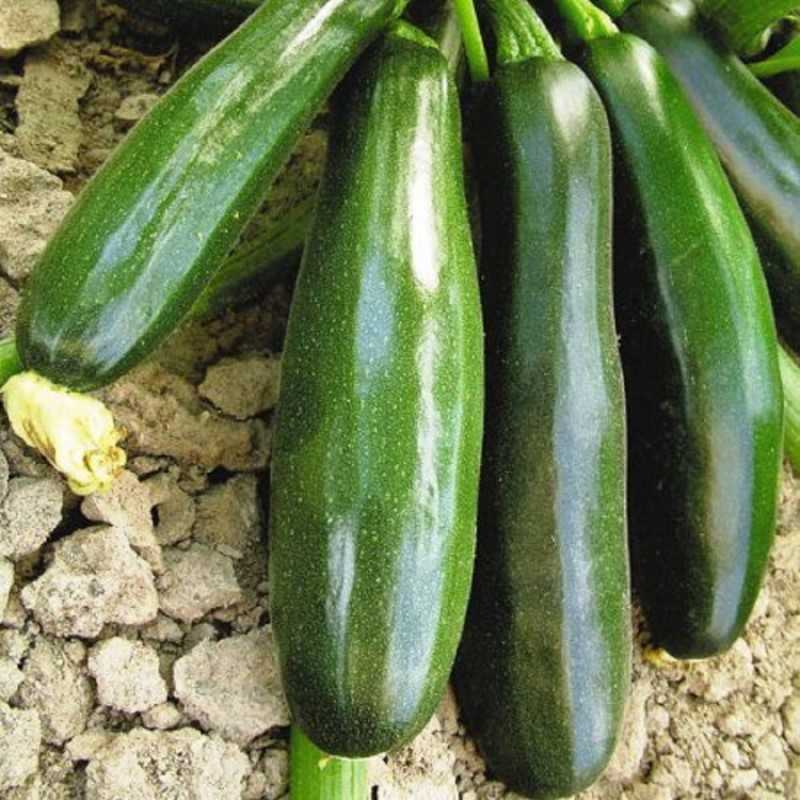 Лучшие сорта кабачков: топ-17 самых урожайных и вкусных, их описания и характеристики