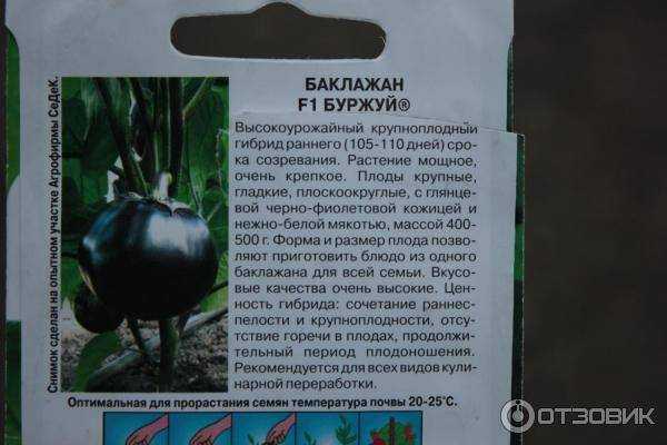 Баклажан буржуй f1: характеристика и описание сорта, отзывы, фото, выращивание