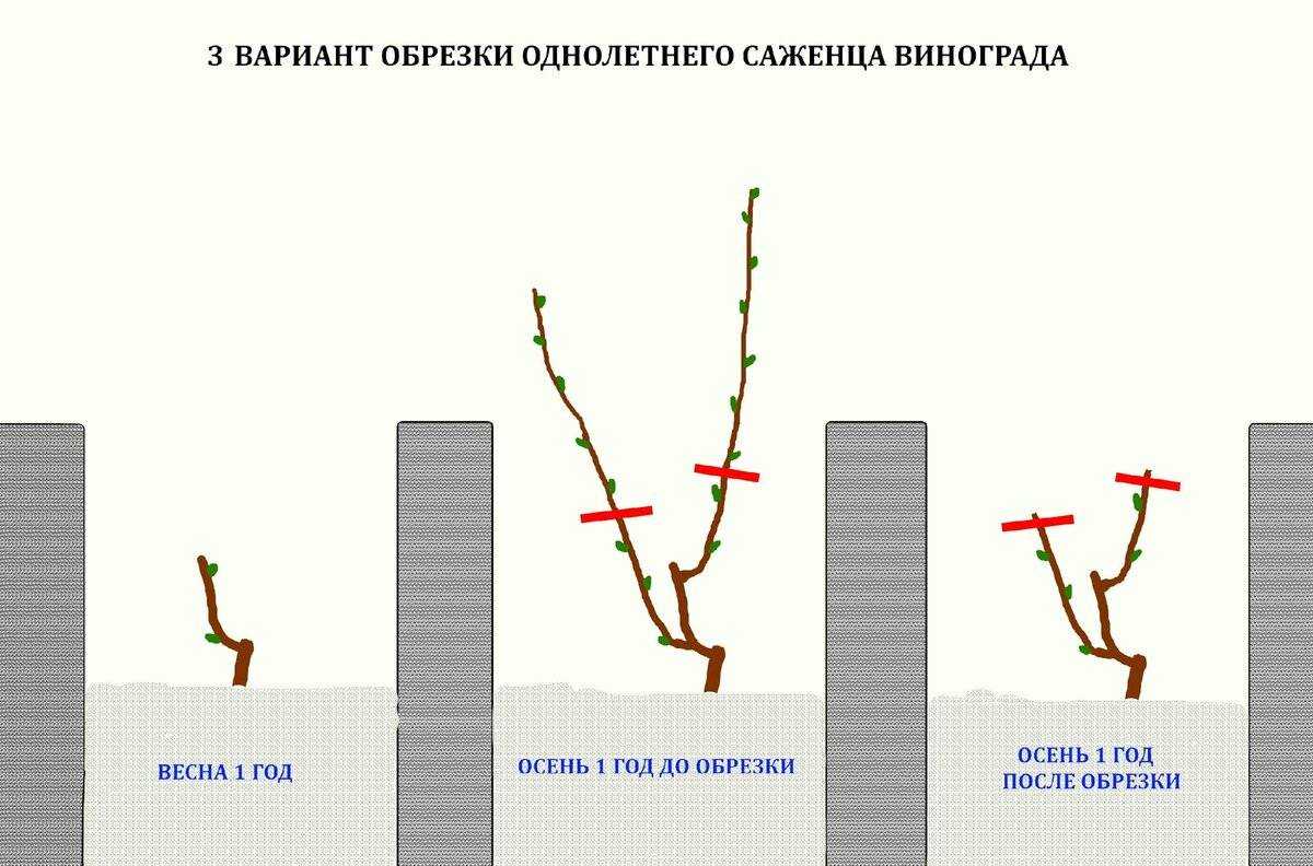 Когда начинает плодоносить виноград после посадки: на какой год?