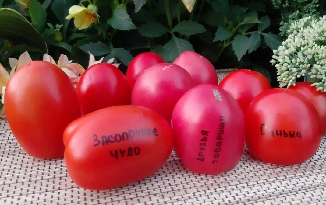 Томат засолочный деликатес: описание, отзывы, фото