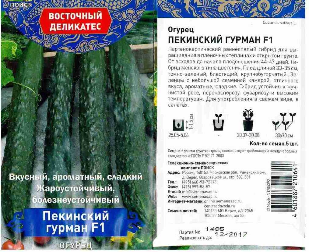 Сорта огурцов для сибири: особенности выращивания в теплицах и в открытом грунте