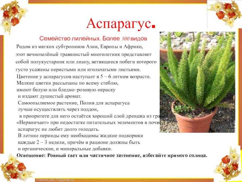 Уход за аспарагусом в домашних условиях: грунт, полив, подкормка, болезни и вредители