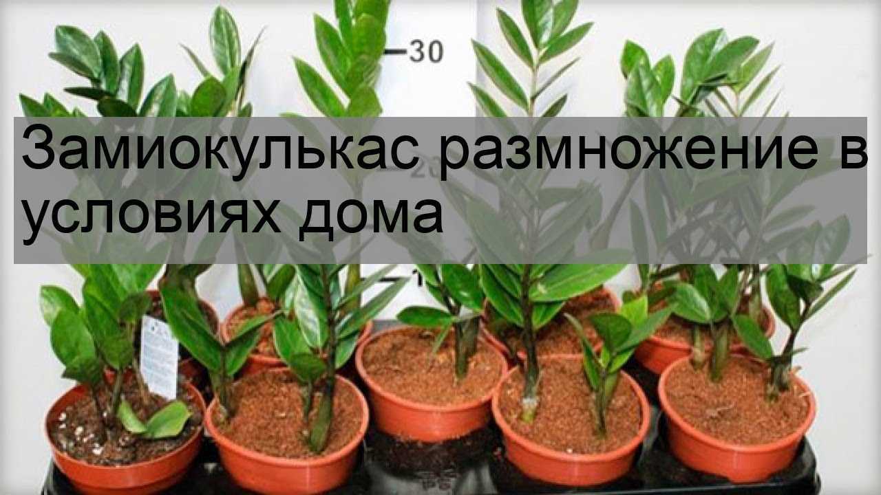 Правила содержания и ухода за замиокулькасом