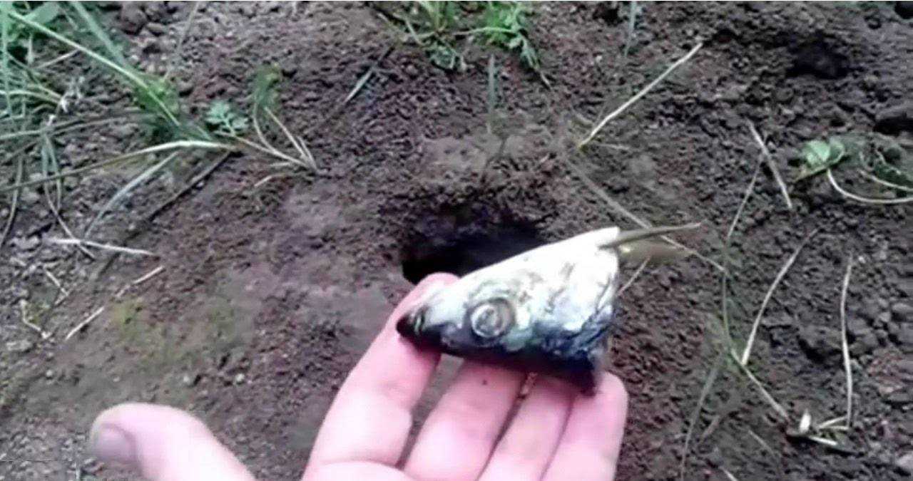 Методы борьбы с саранчой на даче