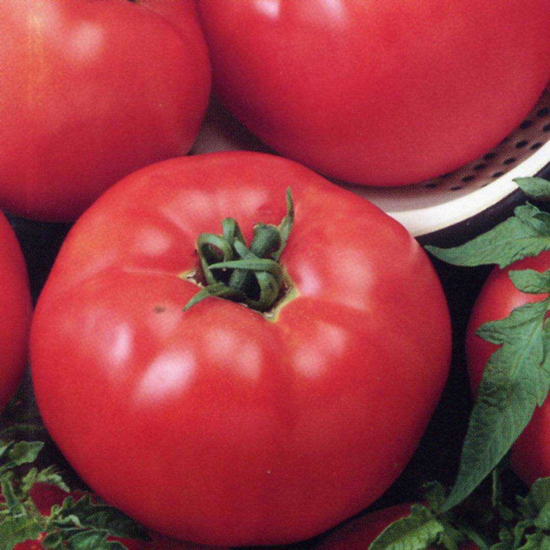 Томат биф бренди f1: характеристика и описание сорта пинк, фото вкуснятины, отзывы об урожайности помидоров