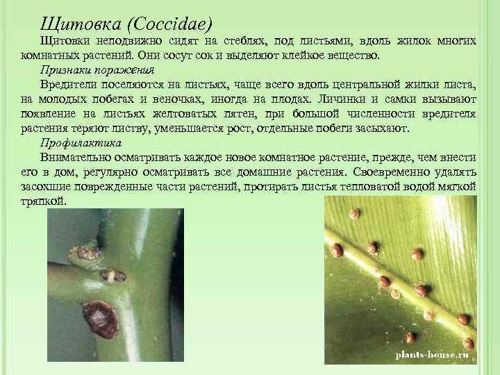 Щитовка на комнатных растениях: как избавиться - специалисты советуют
