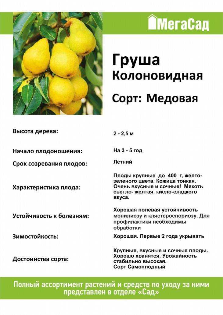 Груша десертная россошанская: как вырастить крупные плоды при минимальном уходе