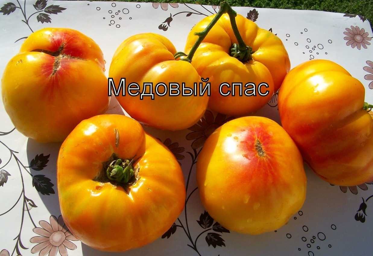 Томат Медовый Спас Отзывы Фото Урожайность