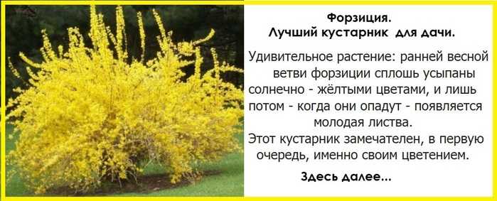 Солнечная форзиция. все что нужно знать о декоративном кустарнике.