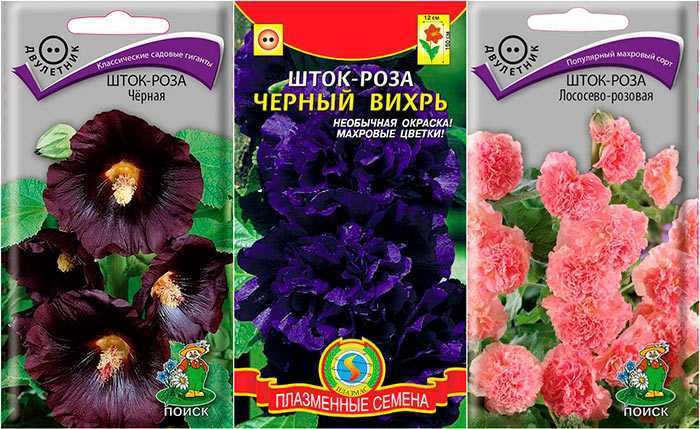 Просвирник (мальва лесная): фото растения, выращивание в открытом грунте