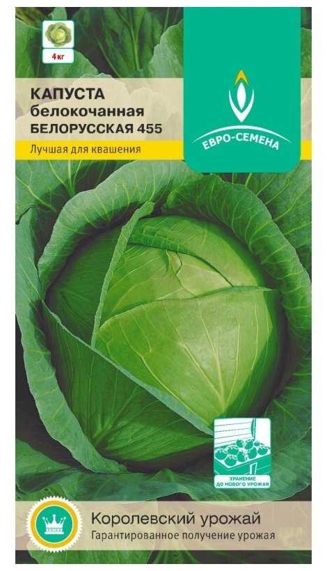 Характеристика капусты белорусская 455, выращивание, сбор и хранение