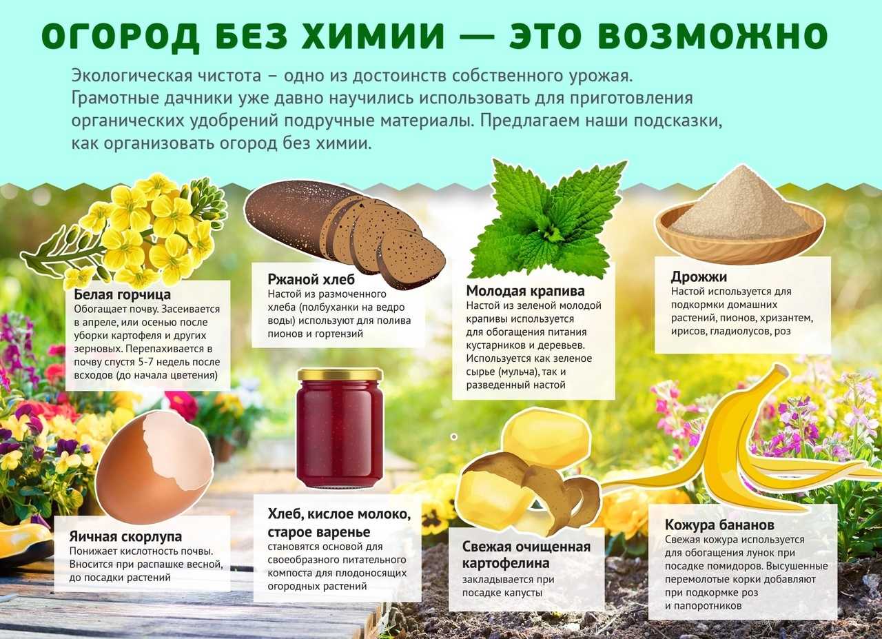 Лучшие сорта свеклы на 2024 год: перечень, плюсы и минусы и как выбрать