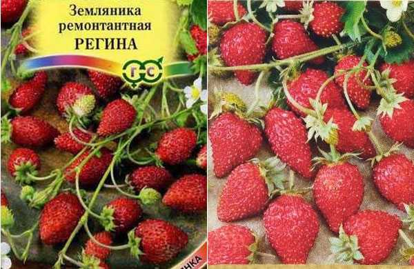 Ремонтантная клубника: что это значит, выращивание и уход за многоразовой земляникой