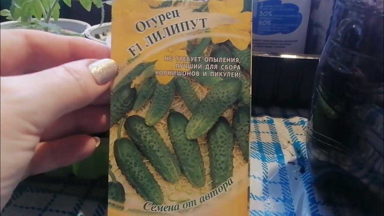 Огурец арктика f1: описание сорта, фото, отзывы, секреты выращивания. сорт огурцов арктика: характеристики, плюсы и минусы