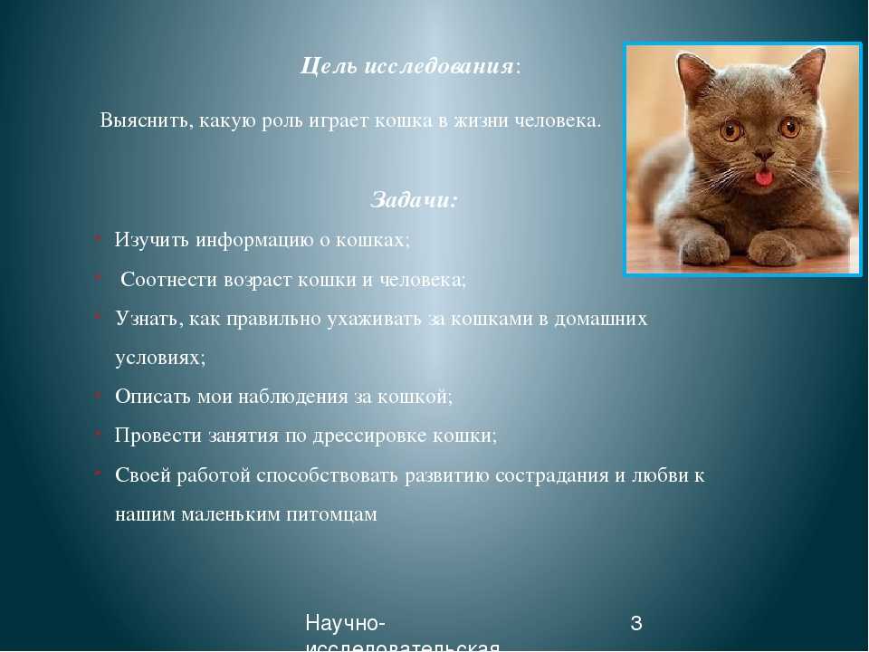 Язык тела кошек. как правильно понять, что хочет сказать питомец