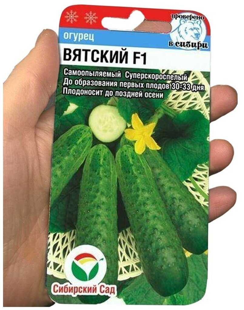 Огурцы вятич f1: характеристики и описание сорта, плюсы и минусы. сорт огурцов вятич f1: отзывы, фото, урожайность, нюансы выращивания