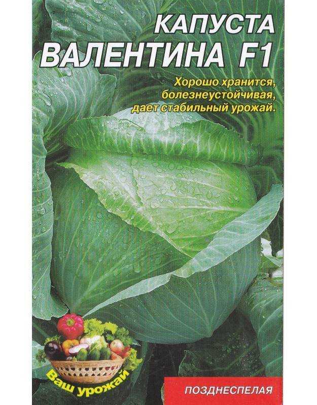 Капуста валентина f1: подробное описание сорта его плюсы и минусы