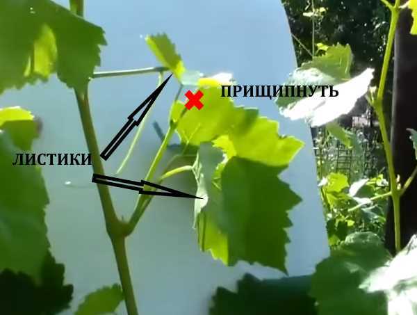 Пасынкование винограда: когда и как проводить процедуру
