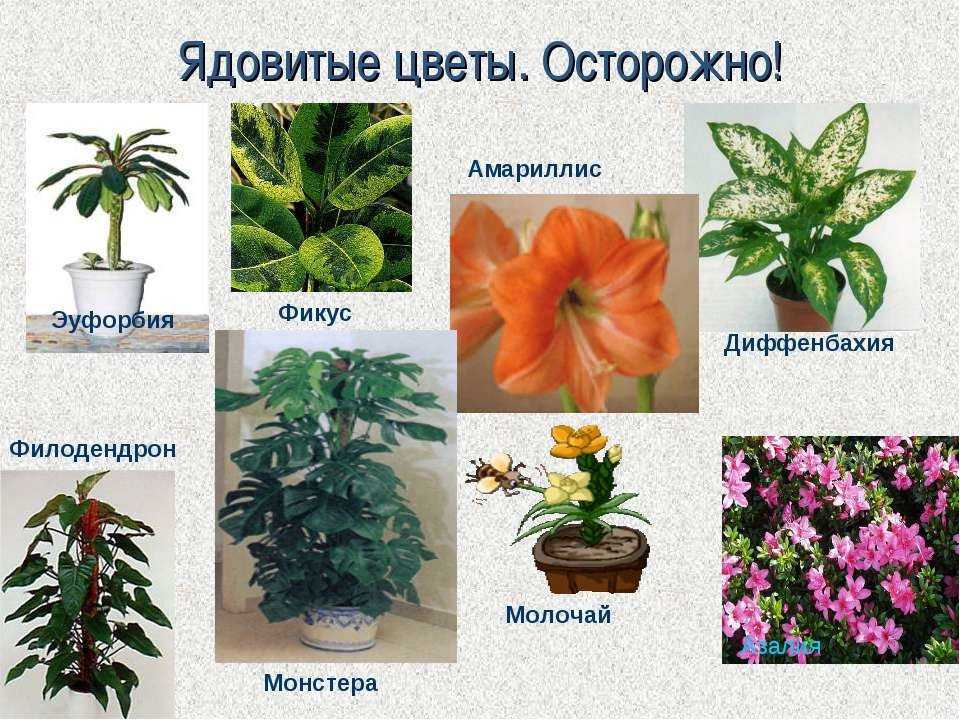 Полевые и луговые цветы и травы (130 фото) – каталог с названиями