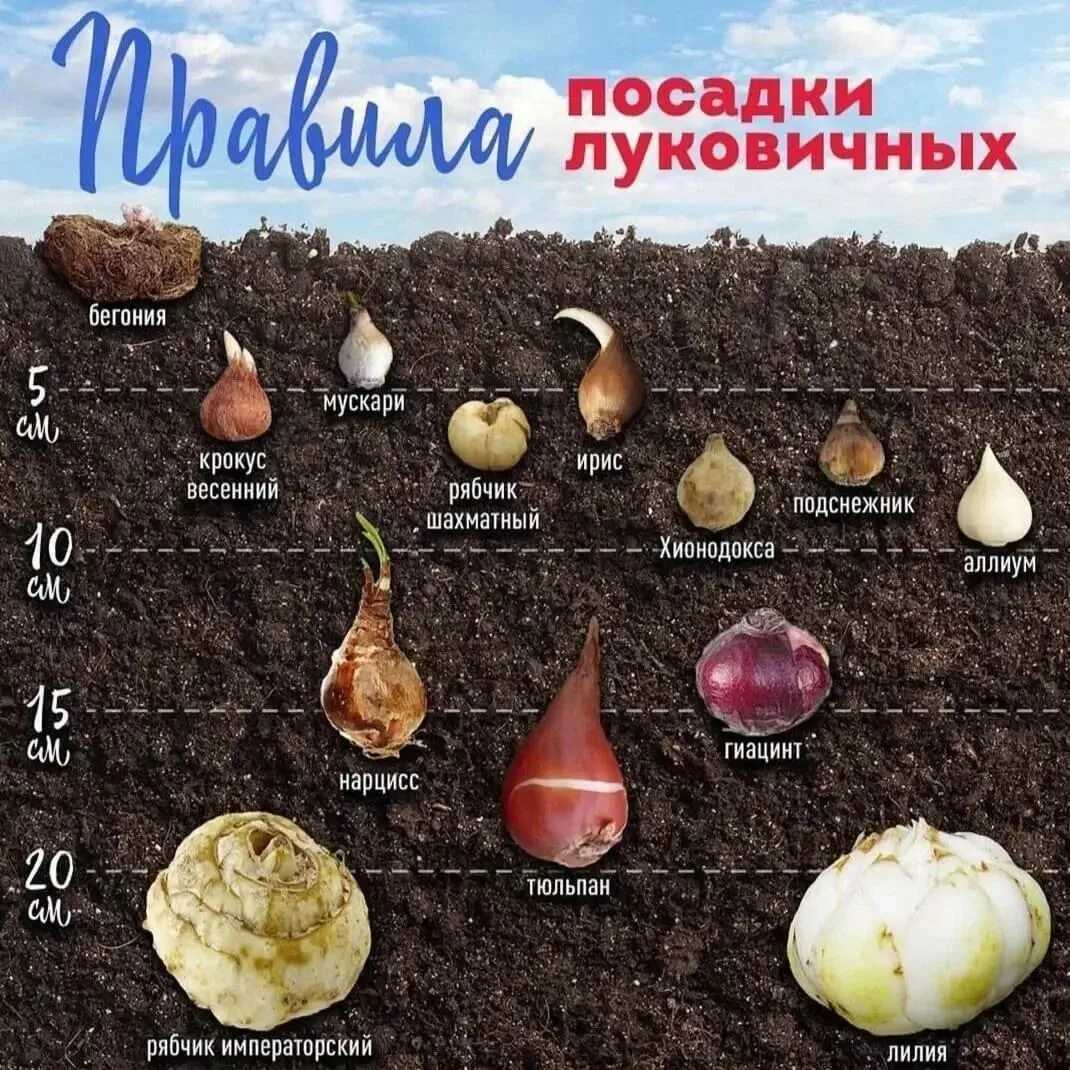 Выгонка: ветки кустарников в воде