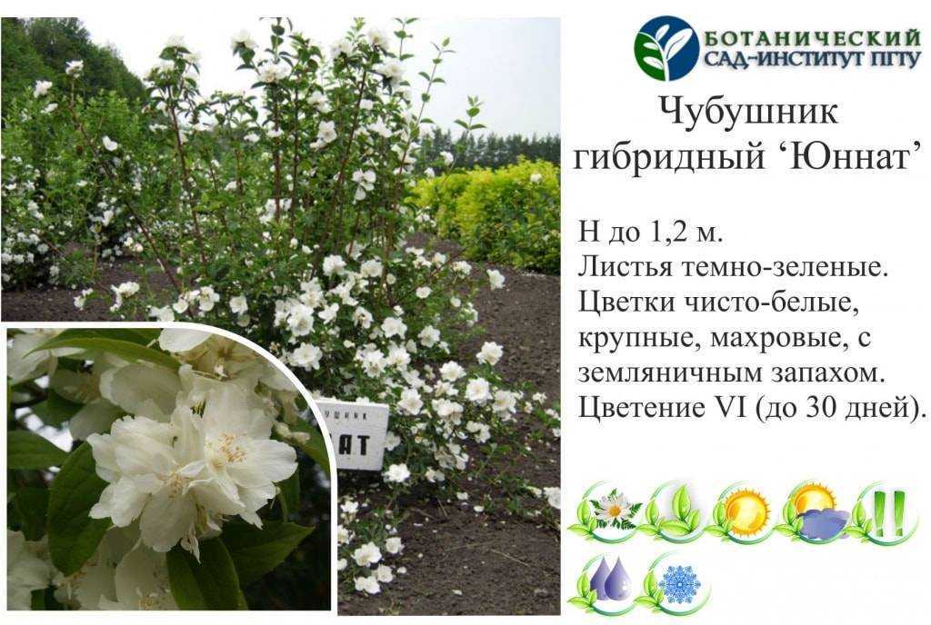 Чубушник венечный: посадка, уход и размножение