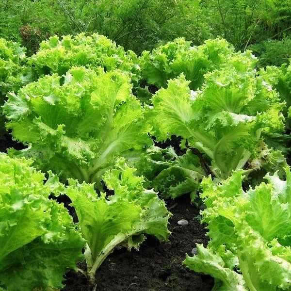Лучшие сорта салатов для теплиц и открытого грунта на 2024 год: новые и вкусные