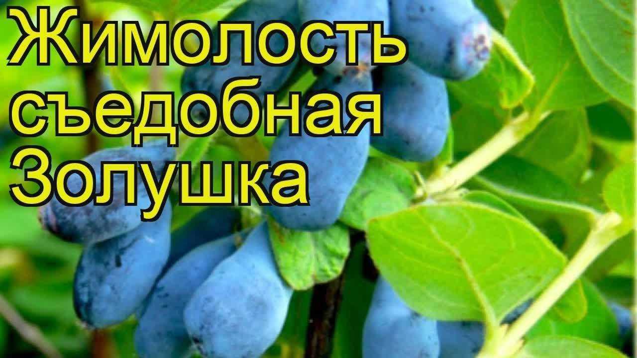 Описание сортов жимолости гжелка и золушка, посадка, уход лекарственные свойства