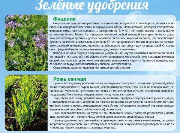 Фацелия как сидерат. использование фацелии в качестве зеленого удобрения.