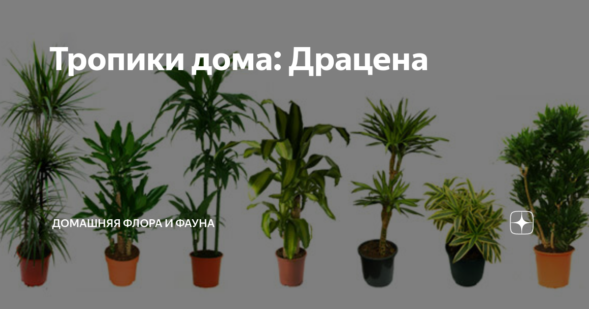 Как обрезать драцену: для ветвления, получения боковых побегов, верхушку, обрезка в домашних условиях пальмы, выросшей до потолка, обработка среза, дальнейший уход