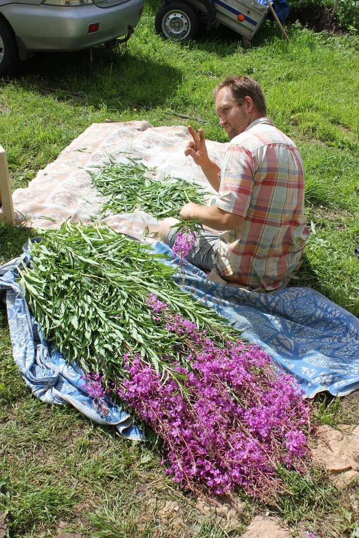 Как приготовить иван-чай