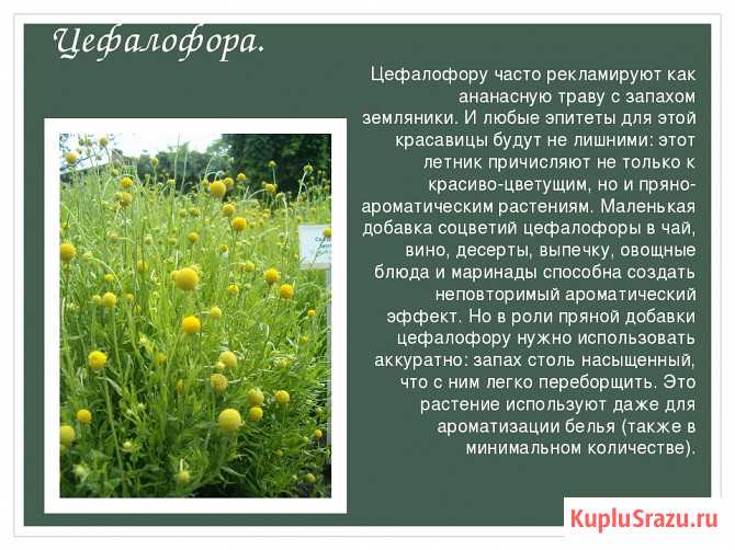 Выращивание цефалофоры | частный дом. сад и огород