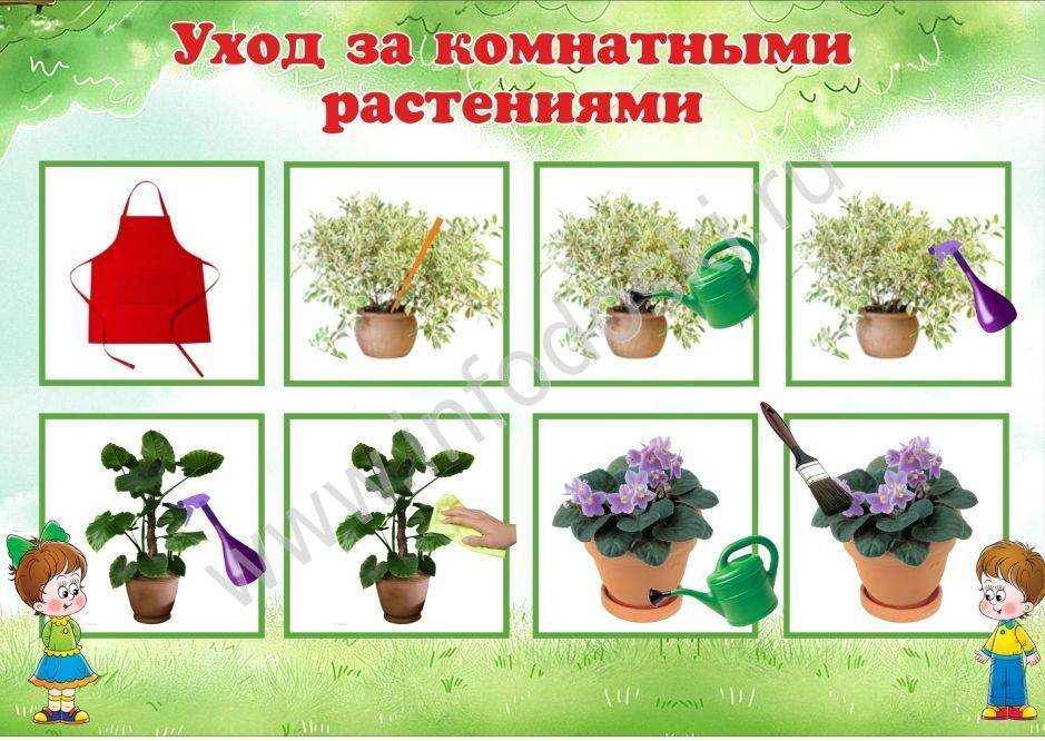 Полезные комнатные растения для дома — какие стоит обязательно купить?