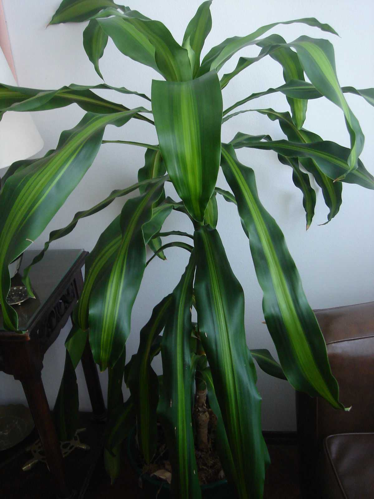 Dracaena fragrans ‘lemon lime’ care guide (2024)