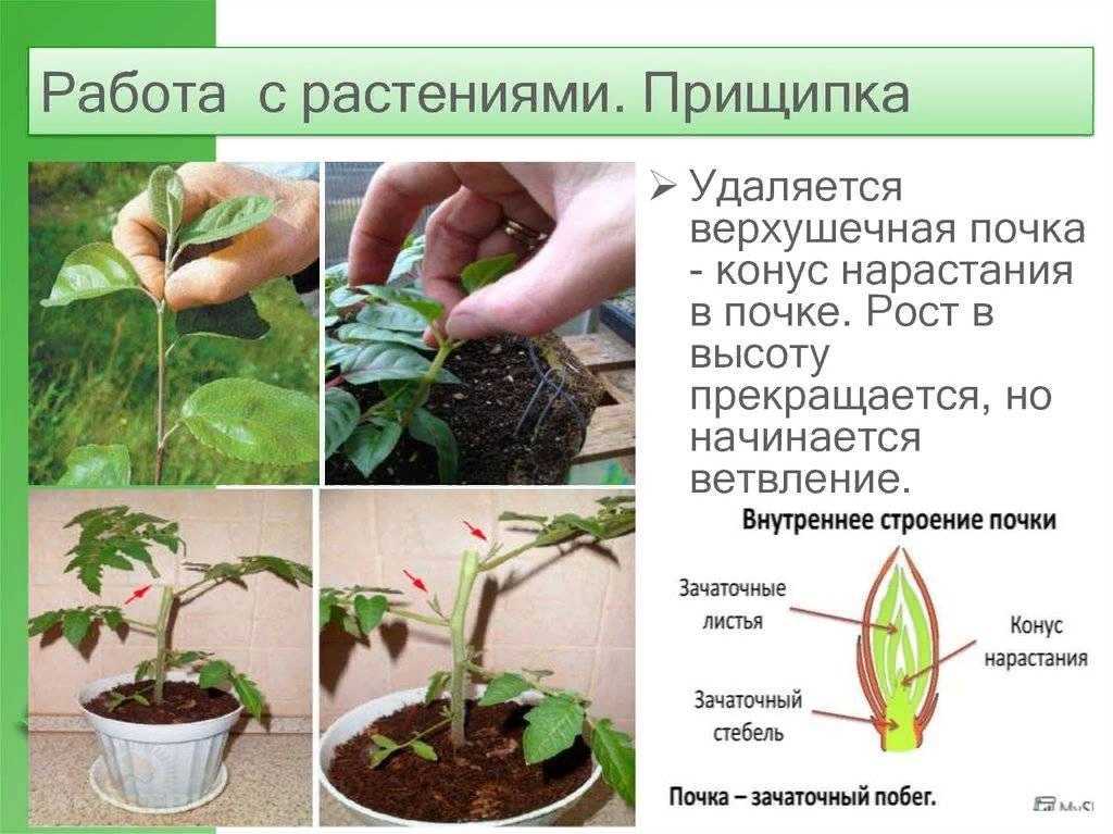 Бальзамин: уход в домашних условиях