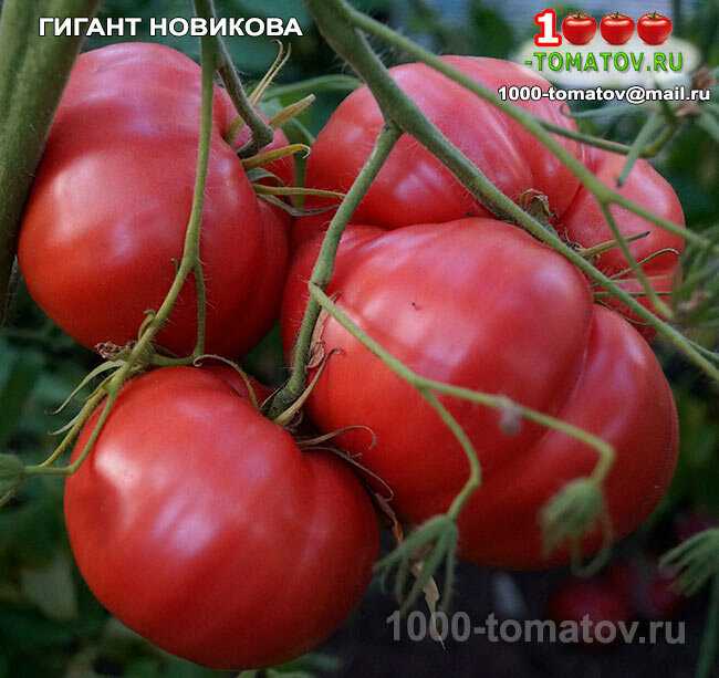 Томат сорта «гигант новикова» | садоводство и огородничество