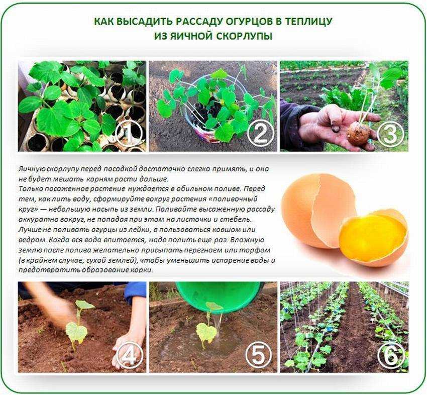 Выращивание огурцов для новичков: 7 этапов к обильному урожаю – советы профессионала