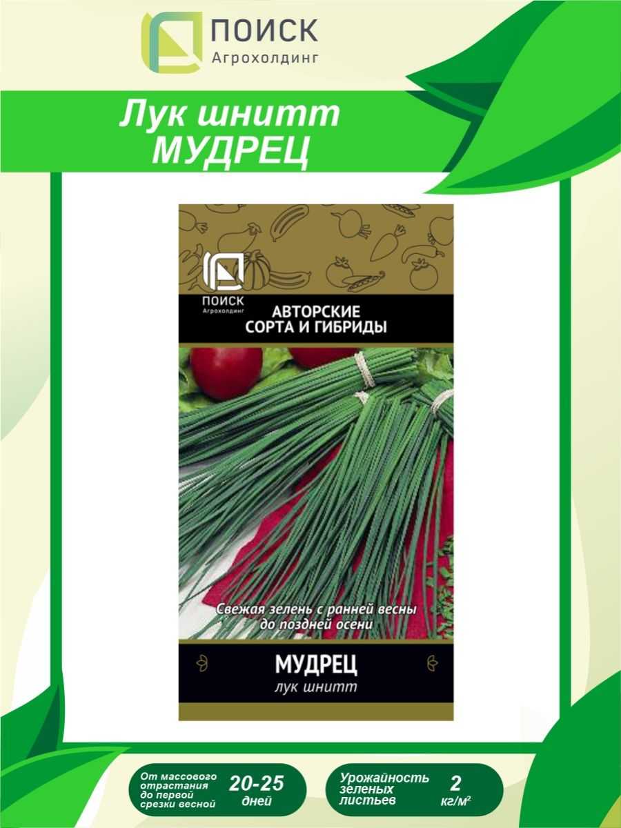 Шнитт-лук: описание, выращивание и сорта растения