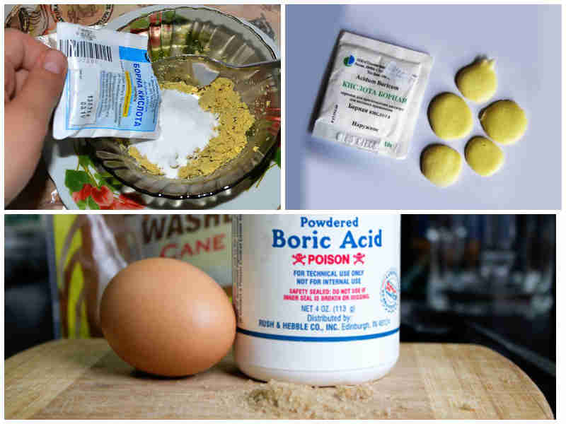 Рецепт борной кислоты с яйцом и картошкой от тараканов