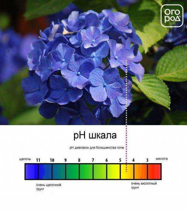Чем полить гортензию для цвета — изменение на голубой и розовый оттенки