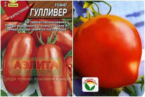 Находка для парников и теплиц — томат «гулливер» из страны помидоров
