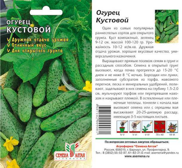 Огурцы: сорта для открытого грунта