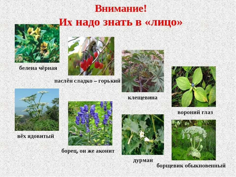 10 красивейших цветов – убийц :: инфониак