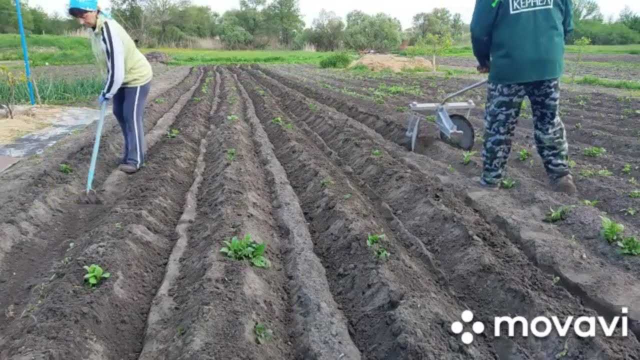 Когда, чем и как правильно окучивать картошку, чтобы получить хороший урожай: сроки, правила и сколько раз