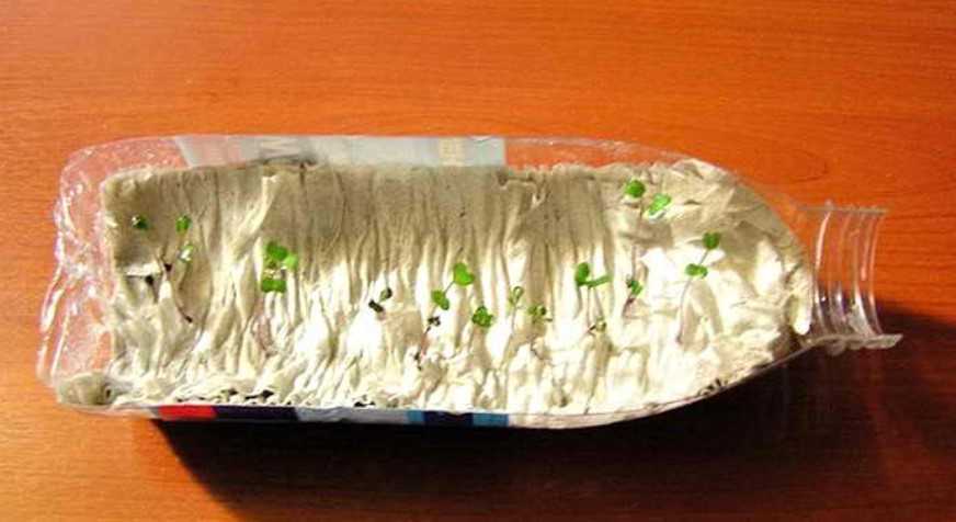 Выращивание рассады в улитке (рулонах) от начала до конца 