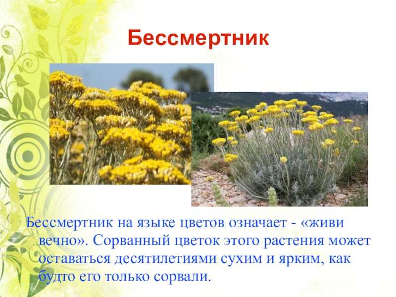 Бессмертник песчаный