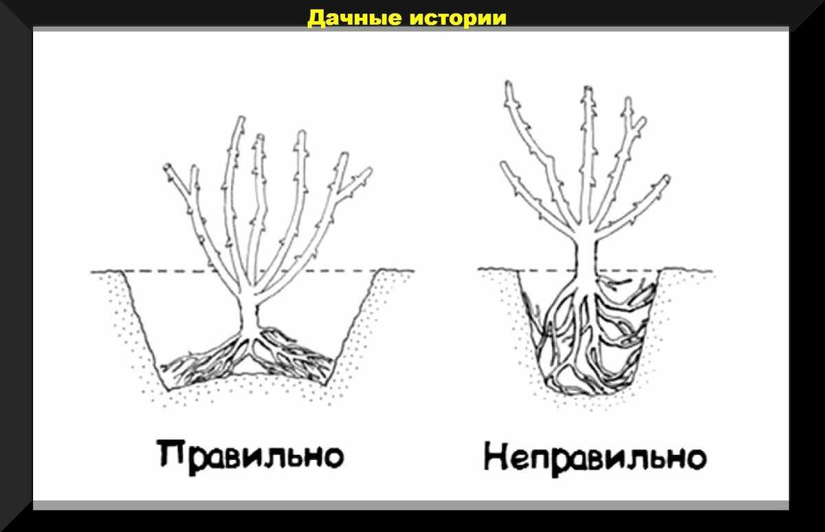 Правила посадки роз осенью. выбор саженцев, подготовка к посадке и уход после неё. фото — ботаничка