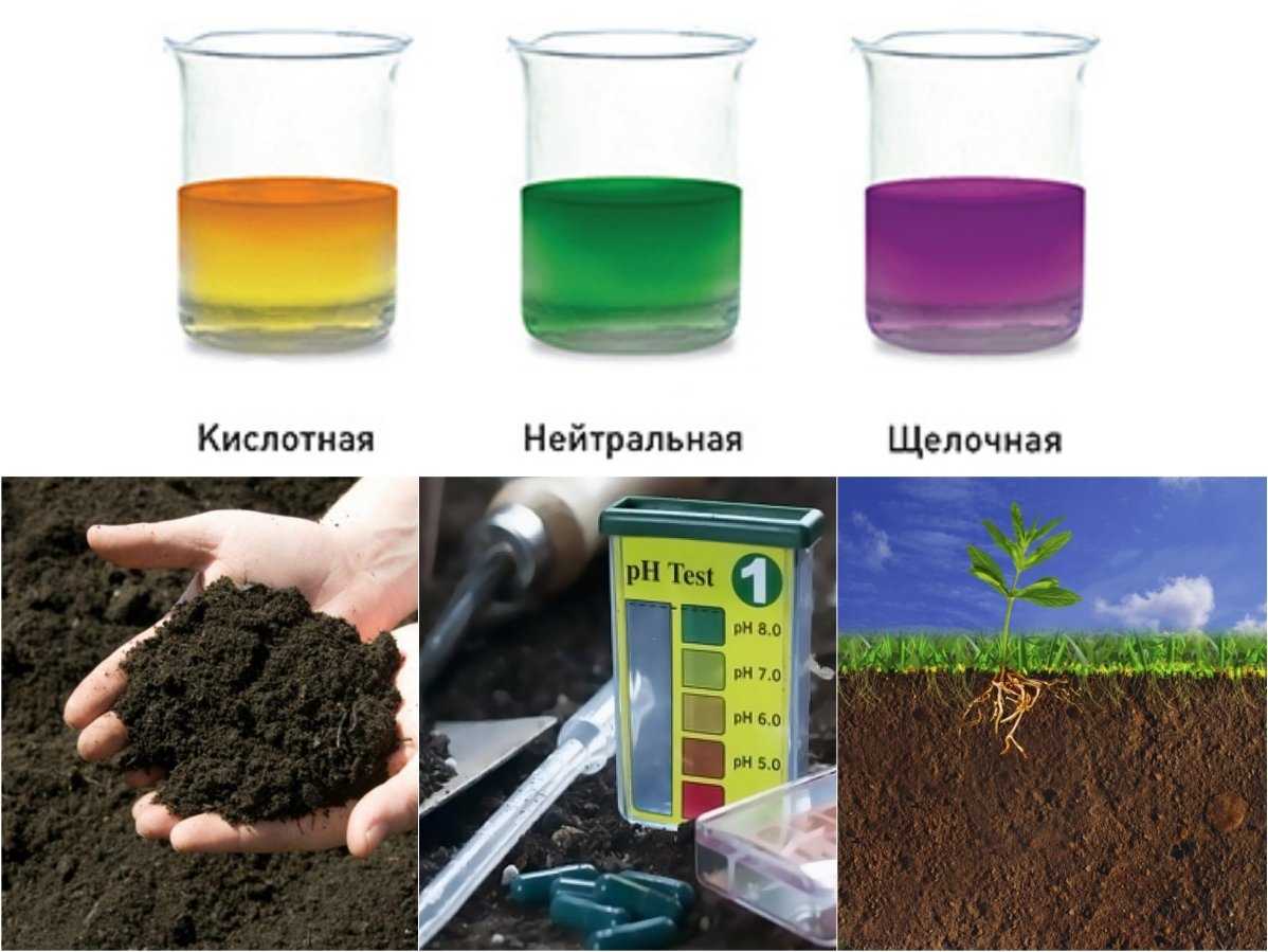 Как понизить кислотность почвы. когда и как проводить известкование.