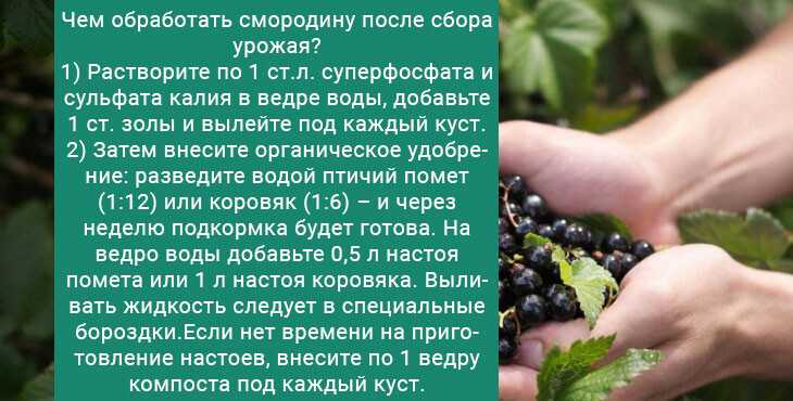 Весенний уход за чёрной смородиной. обработка, удобрение, обрезка. фото — ботаничка