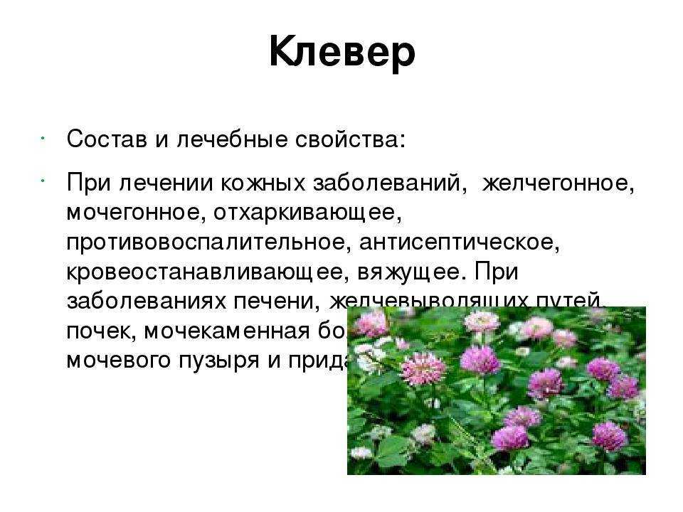 Клевер луговой | лесная кладовая