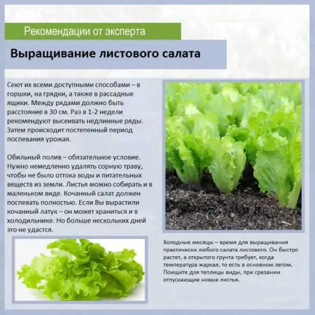 Цикорий: сорта и виды салатной и листовой культуры, польза и применение